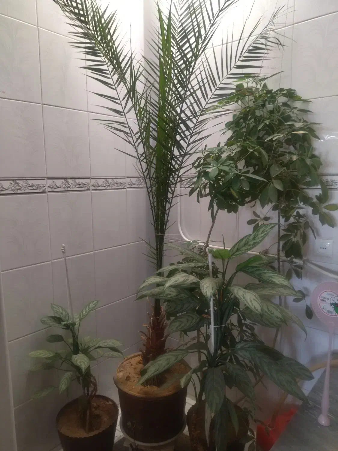 فروش کل|گل و گیاه طبیعی|شهرکرد, |دیوار