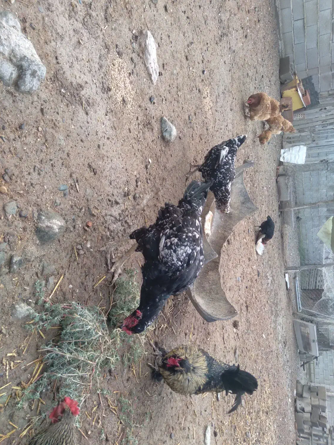 مرغ لاری با مرغ پاپر|حیوانات مزرعه|گمیشان, |دیوار