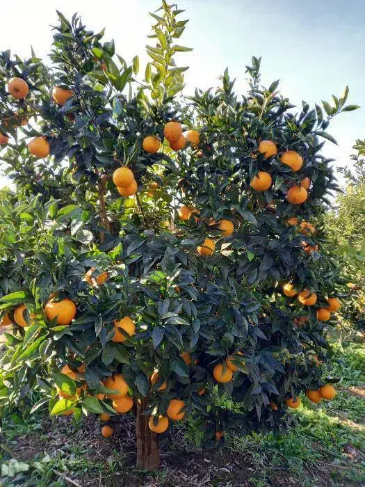 پرتقال|عمده‌فروشی|بابل, |دیوار