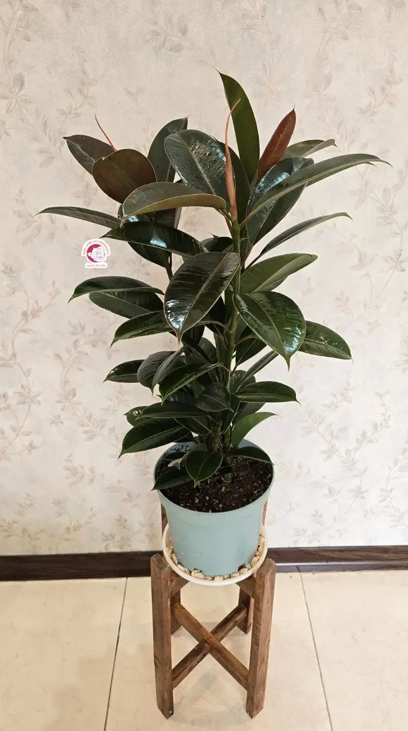 فروش انواع گل آپارتمانی(خانگی) قیمت مناسب|گل و گیاه طبیعی|اصفهان, خرم|دیوار