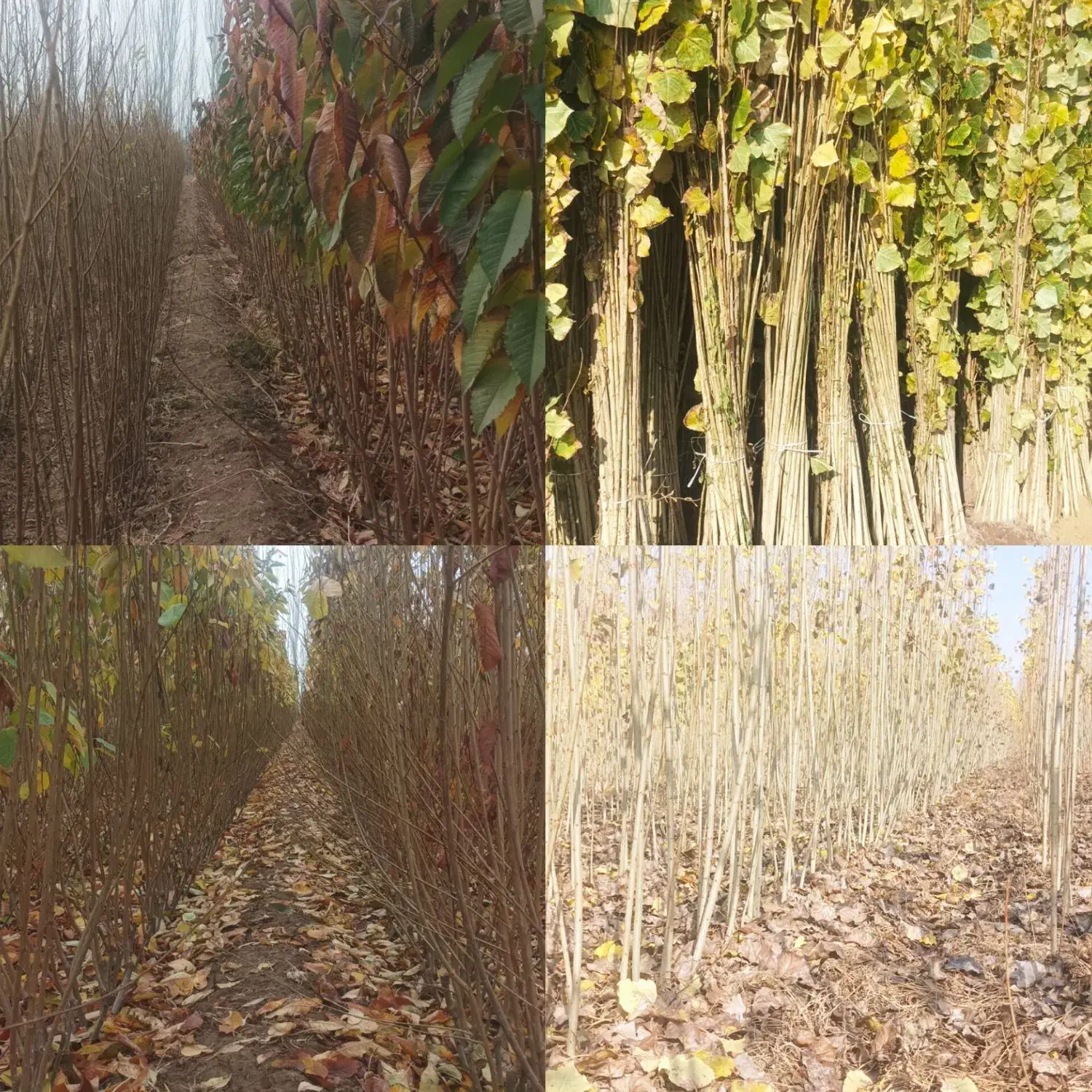 نهال گردو فرنور|گل و گیاه طبیعی|زنجان, |دیوار