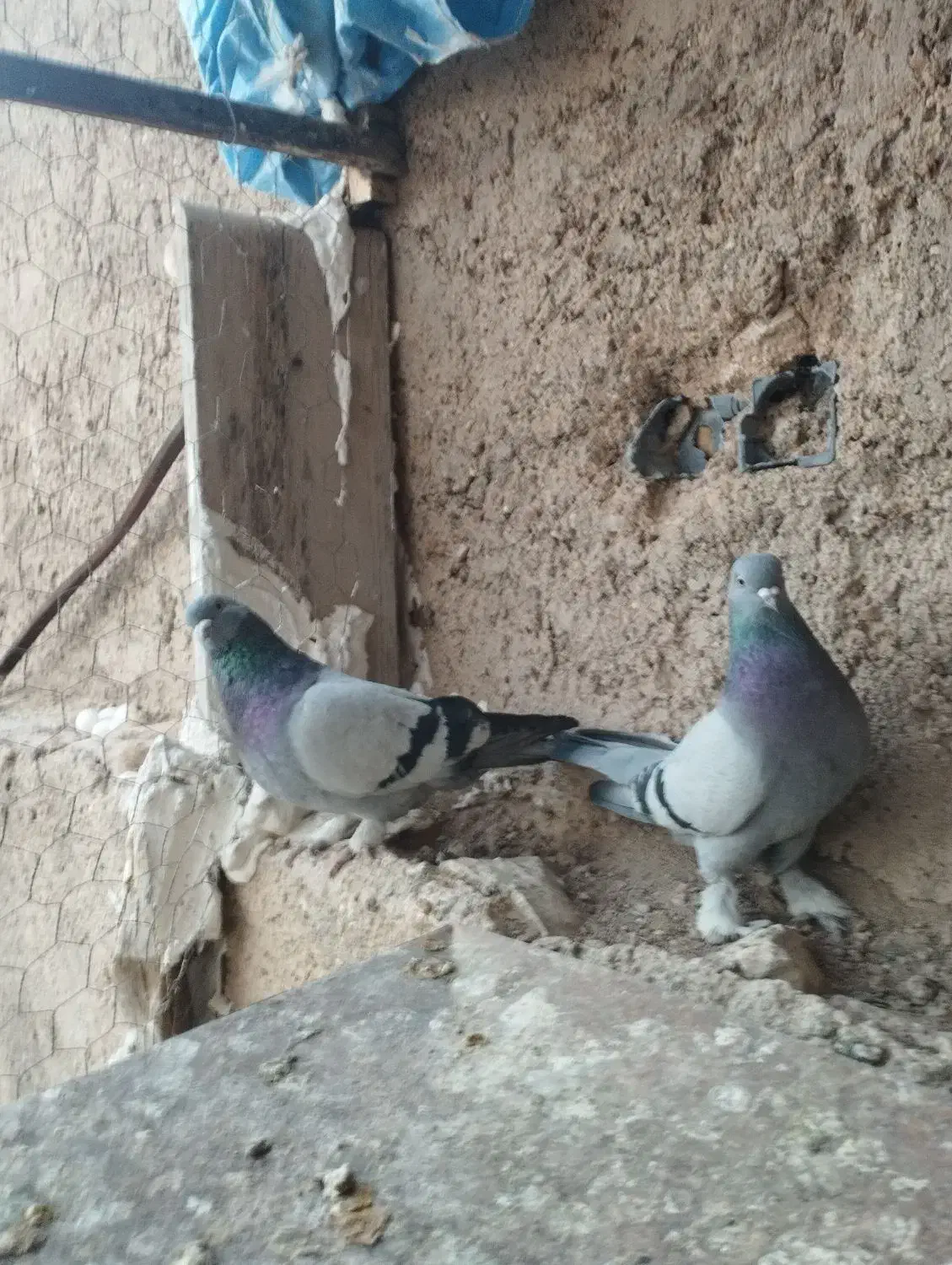 سبز هل پادر بزن|پرنده|مرودشت, ثبت احوال|دیوار