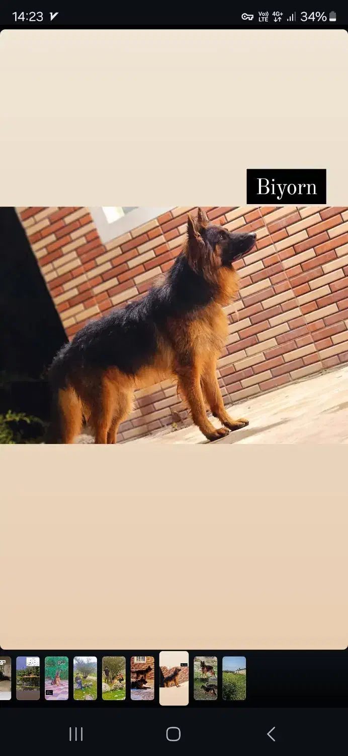 سگ‌ژرمن شپرد شولاین|سگ|کازرون, |دیوار