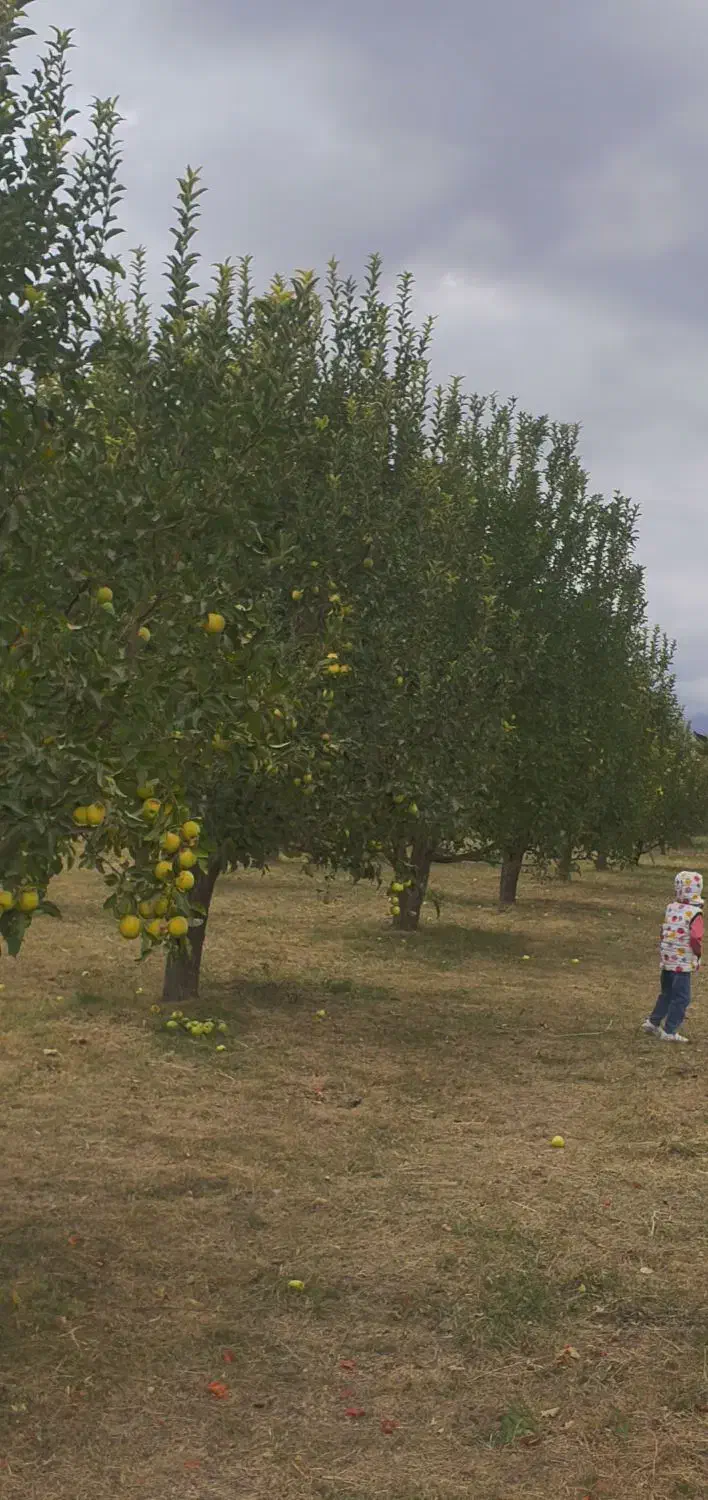 فروش باغ سیب ۲۰ ساله در روستای هفت اباد|فروش خانه و ویلا|سیلوانه, |دیوار