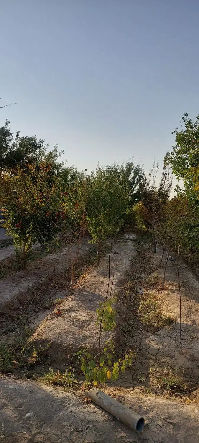 فروش باغ ۵۰۰ متری دارای درخت قهجاورستان|فروش خانه و ویلا|اصفهان, قهجاورستان|دیوار