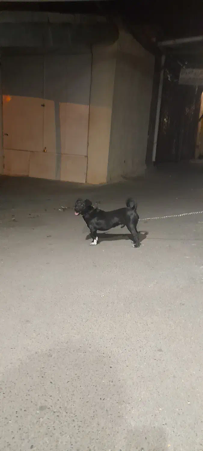 گمشده|حیوانات|مشگین شهر, |دیوار