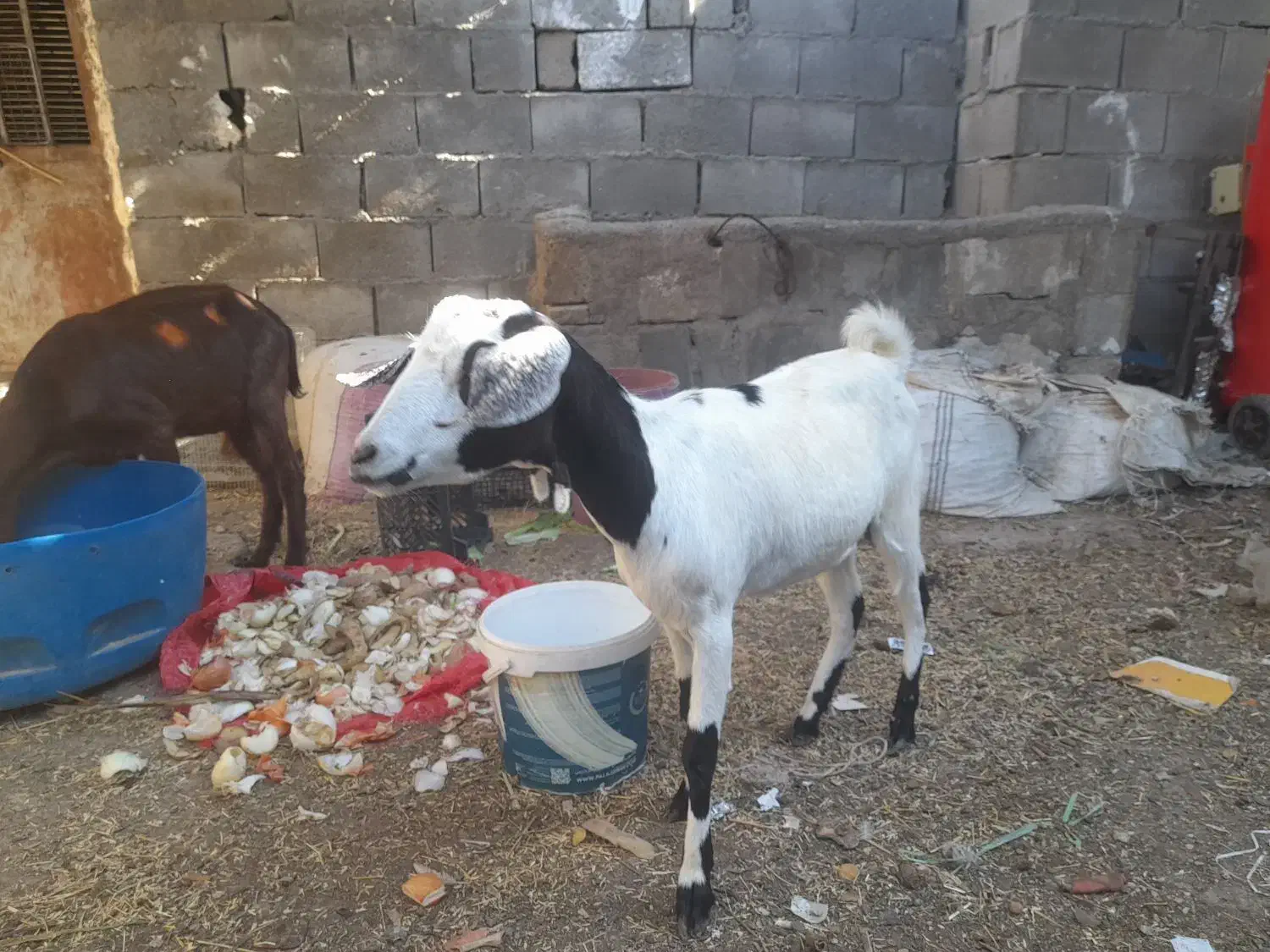 فروش بز ابستن نزدیک|حیوانات مزرعه|بندر کنگان, |دیوار