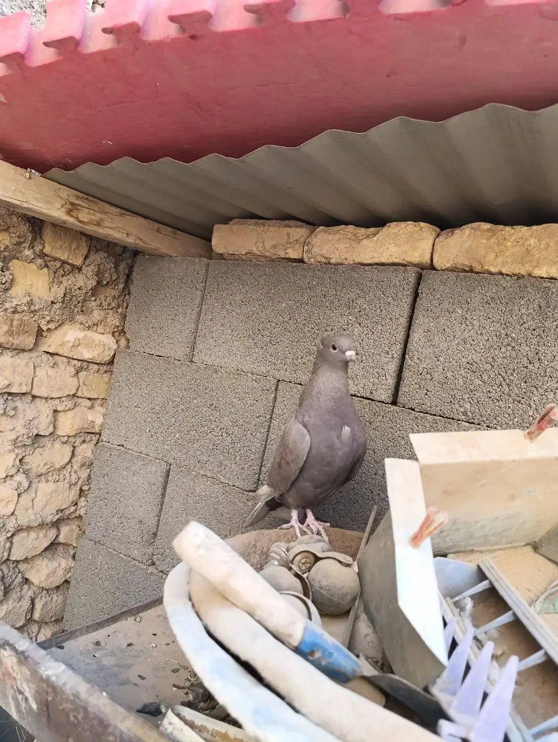 کبوتر نقشی|پرنده|برخوار, |دیوار