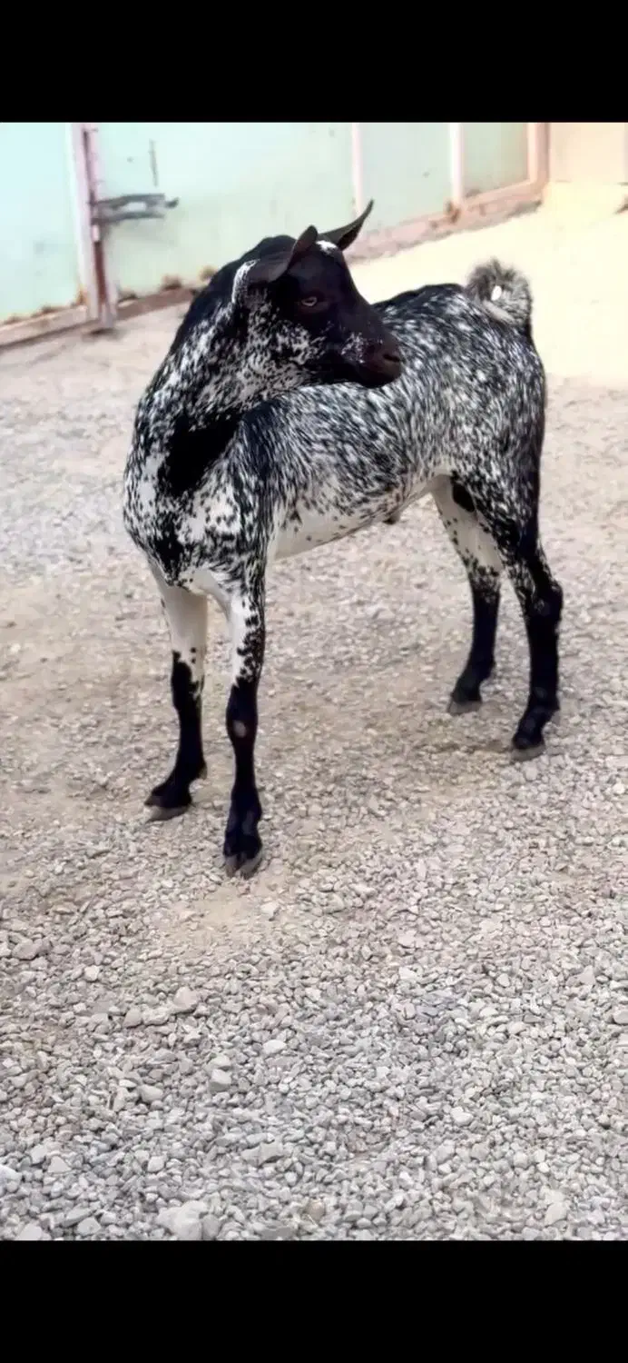 خال خالی|حیوانات مزرعه|شهرضا, |دیوار