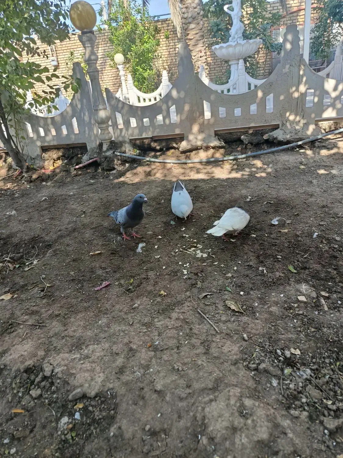 کبوتر.ماده ونر|پرنده|شوش, |دیوار