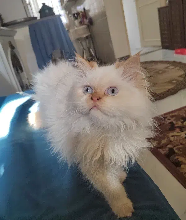 گربه های زیبا|گربه|رشت, کوی فکوری|دیوار