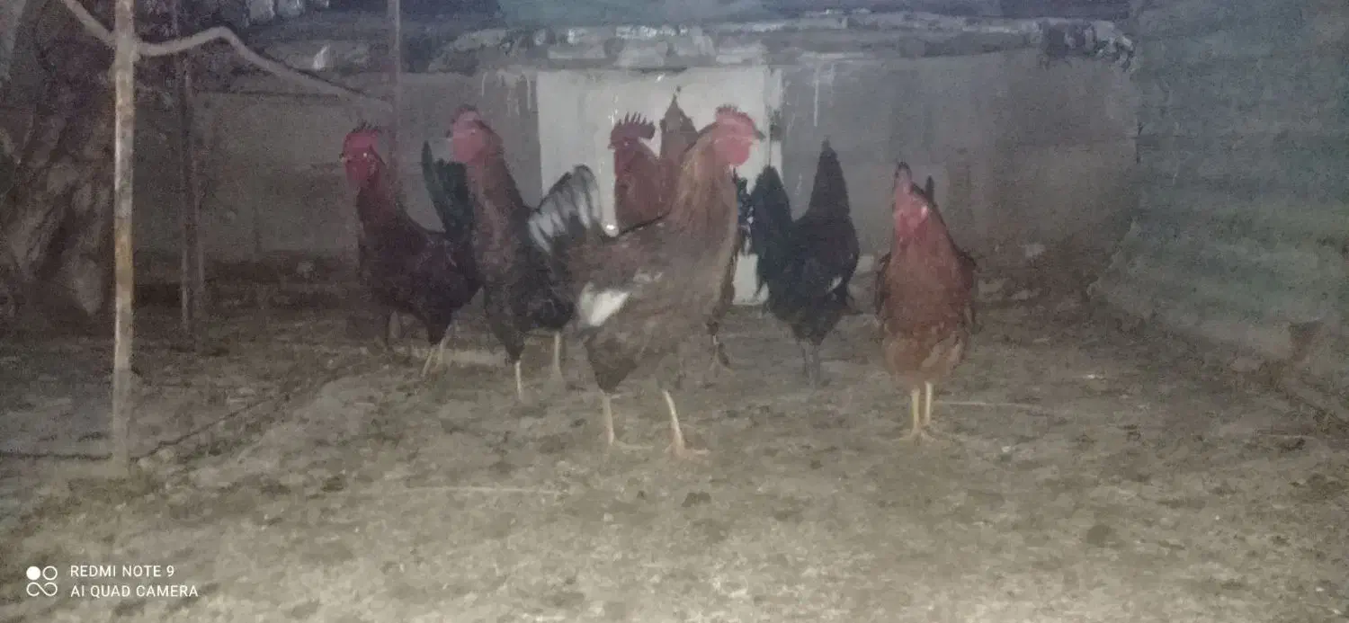 خروس کردی|حیوانات مزرعه|سرپل ذهاب, |دیوار