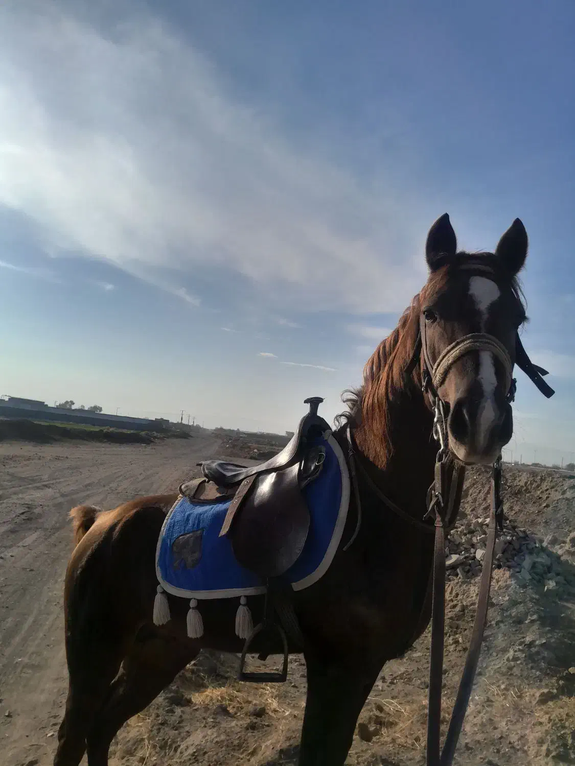 اسب نریان|اسب و تجهیزات اسب‌سواری|گناباد, |دیوار