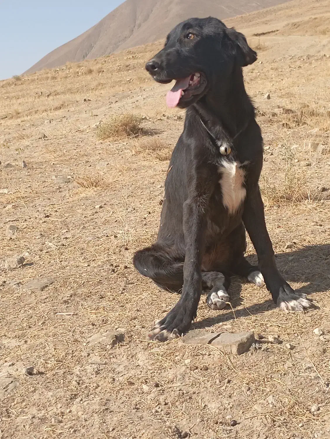 توله ماده عراقی|سگ|خواجه, |دیوار