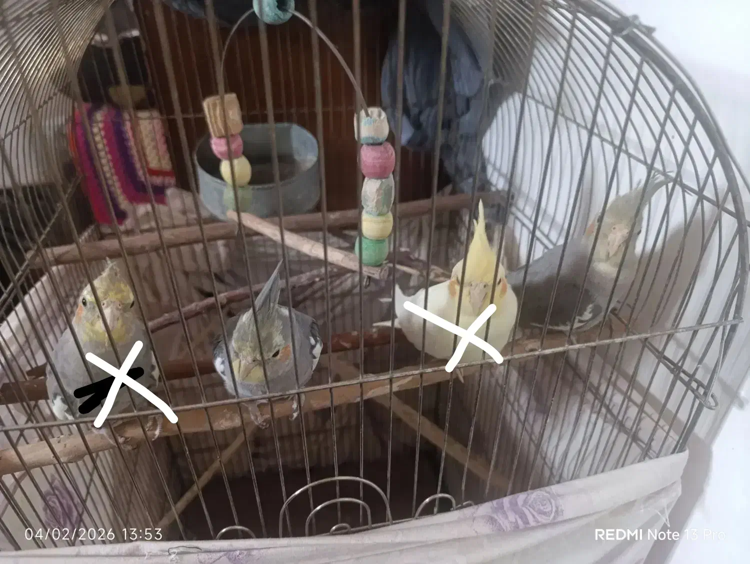 عروس هلندی|پرنده|قم, ولیعصر|دیوار