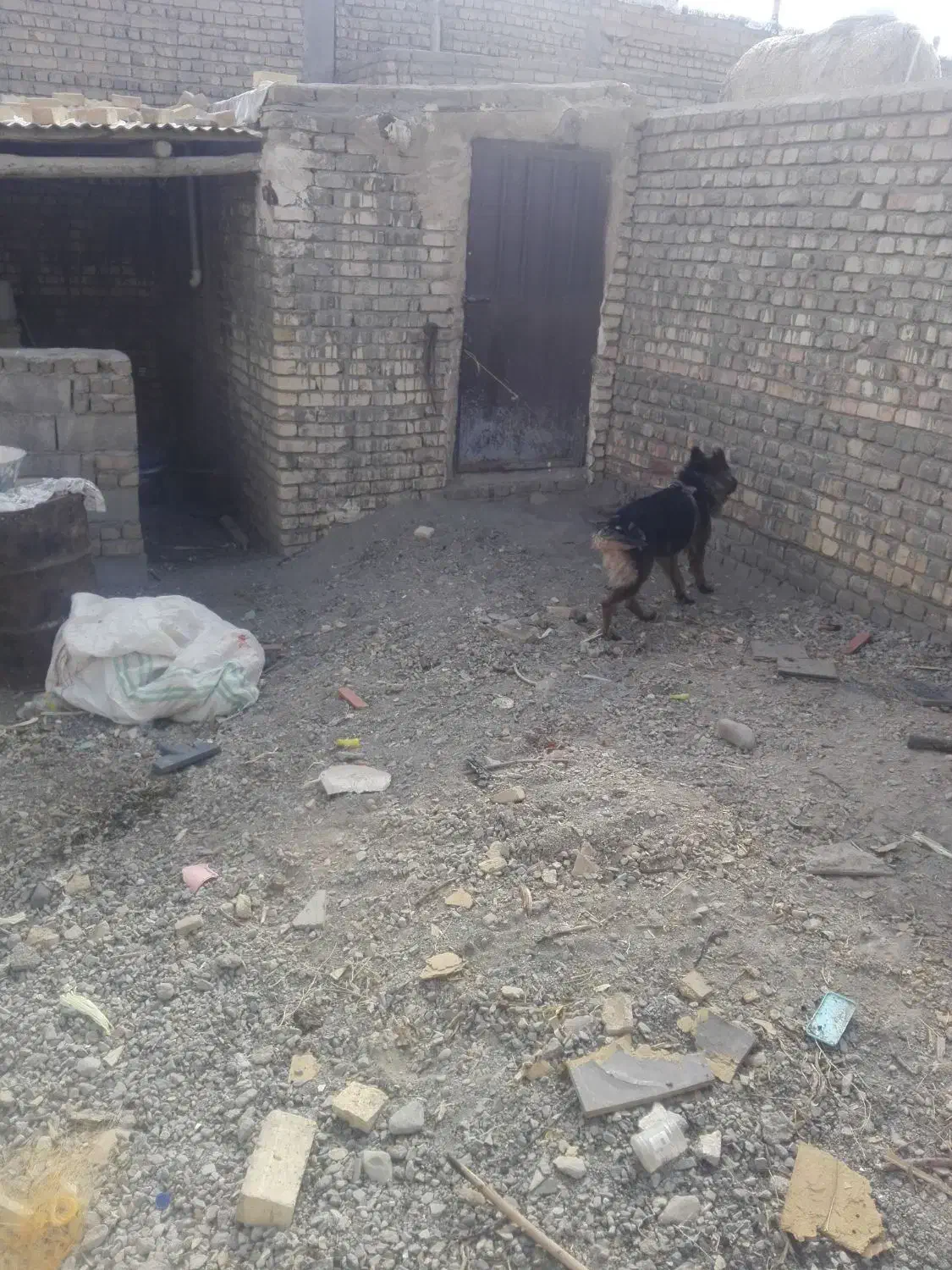 سک نر 2ساله ژرمن شیپر اصل|سگ|جعفرآباد, |دیوار