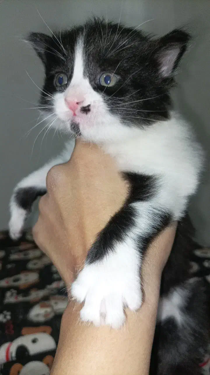 گربه کوچلو|گربه|مشهد, کوشش|دیوار