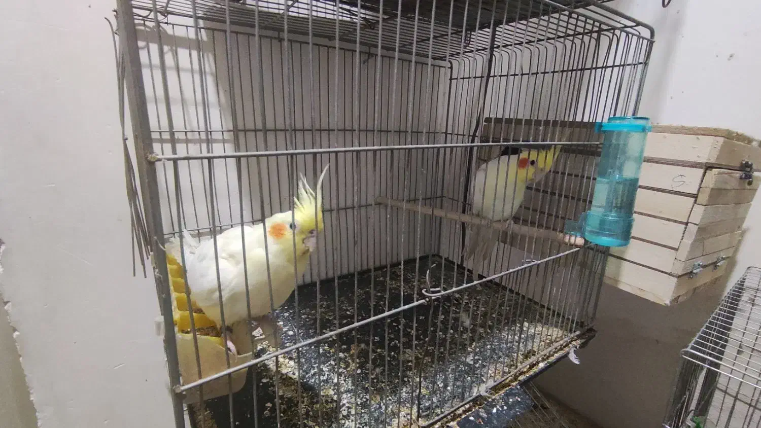 عروس هلندی.مرغ عشق|پرنده|فسا, |دیوار