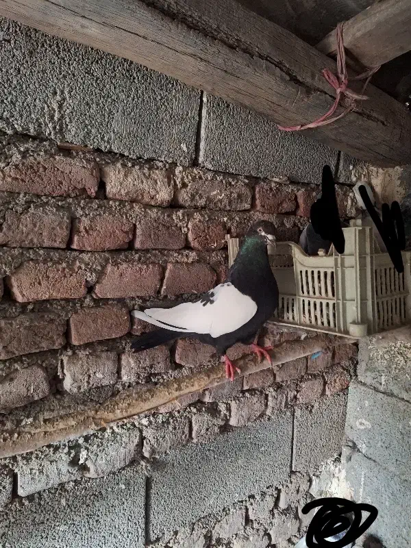 سینه سیاه نروماده|پرنده|نمین, |دیوار