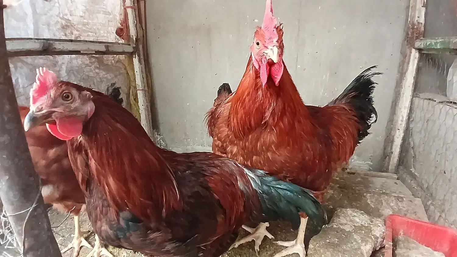 خروس محلی|حیوانات مزرعه|هشتگرد, هشتگرد قدیم|دیوار