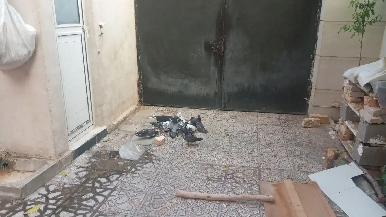 ۱۲کبوتر سالم و سرحال و تخم گذار|پرنده|ایوان, |دیوار