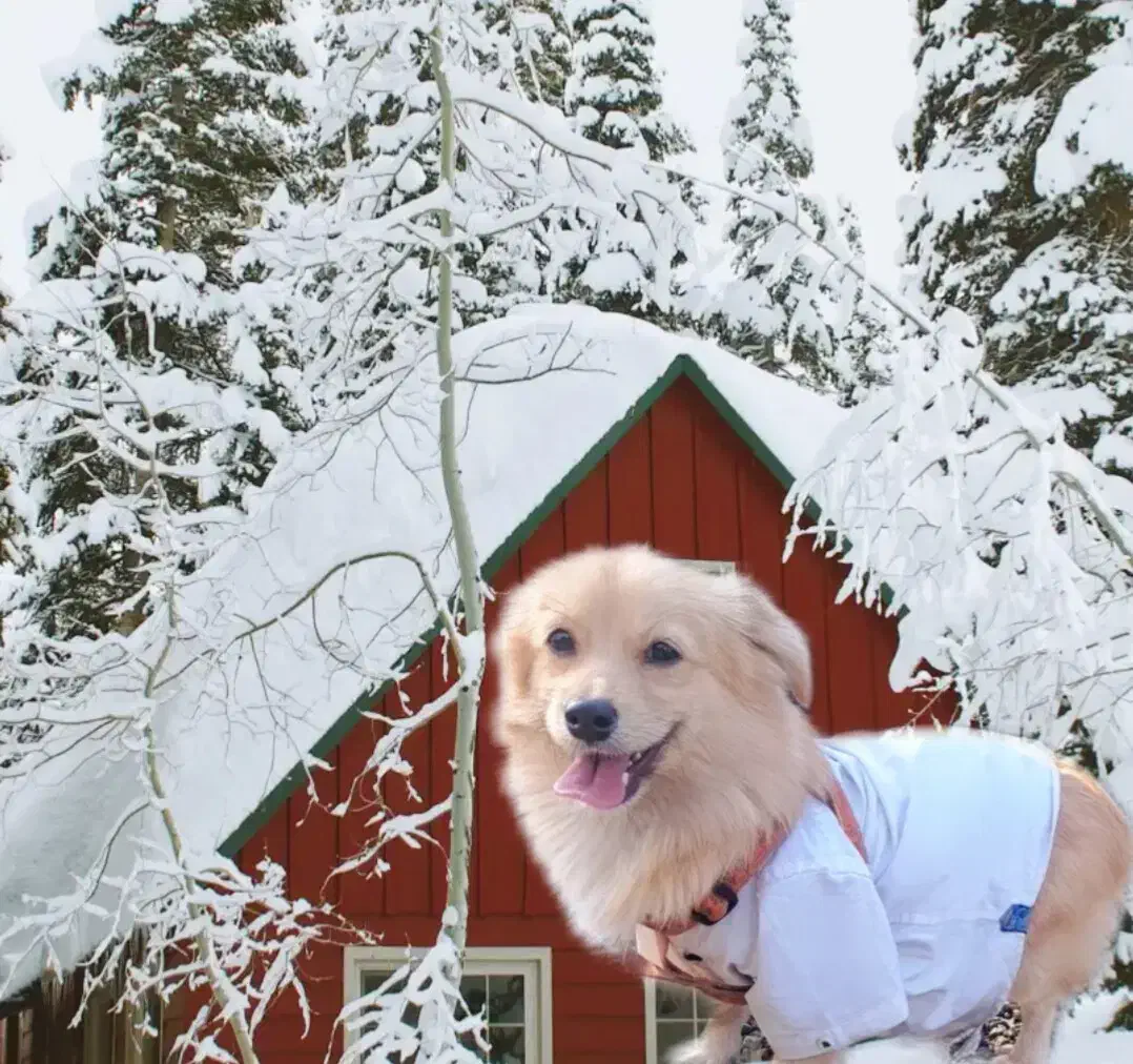 سک اشپیتز|سگ|پاکدشت, پاکدشت (مامازند)|دیوار