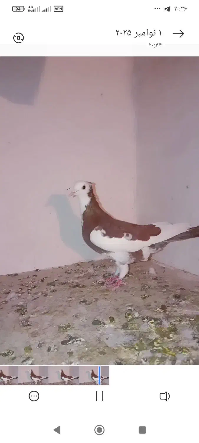 کرمانی|پرنده|مشهد, عیدگاه|دیوار