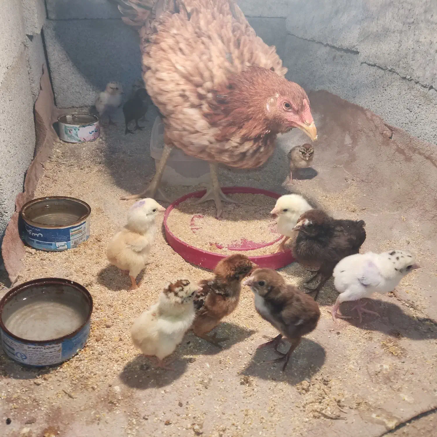 مرغ با جوجه ذات دار2/500|حیوانات مزرعه|تخت, |دیوار