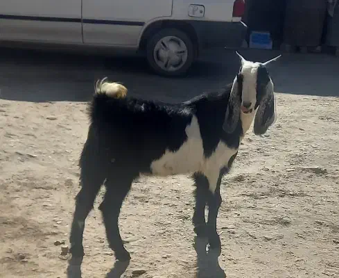 بزغاله نر بخش زاغه|حیوانات مزرعه|بروجرد, |دیوار