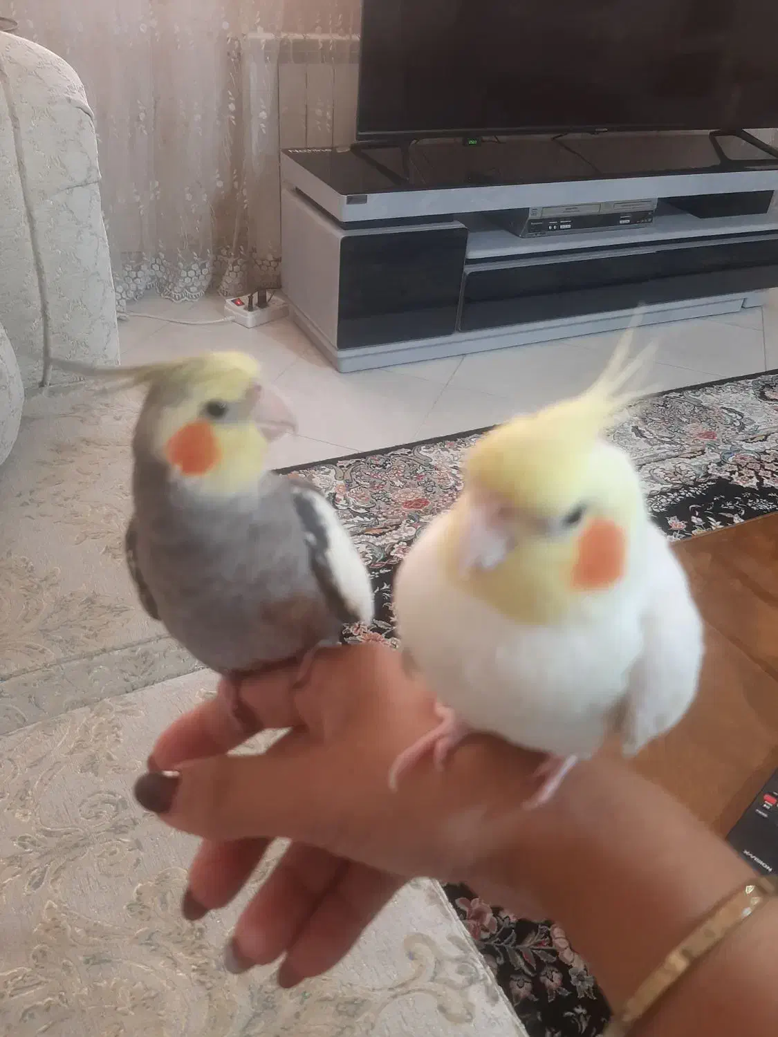 عروس هلندی|پرنده|اسلام‌شهر, شهرک سعیدیه|دیوار