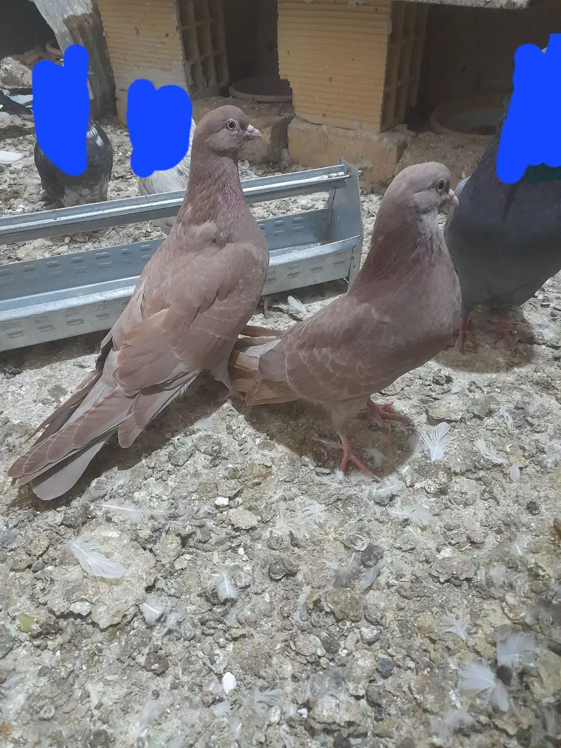 کبوتر|پرنده|ابهر, |دیوار
