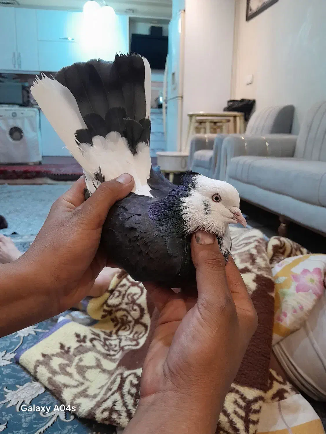 ی کفتر نر کاکلی شمرونی|پرنده|قرچک, شهرک طلائیه|دیوار