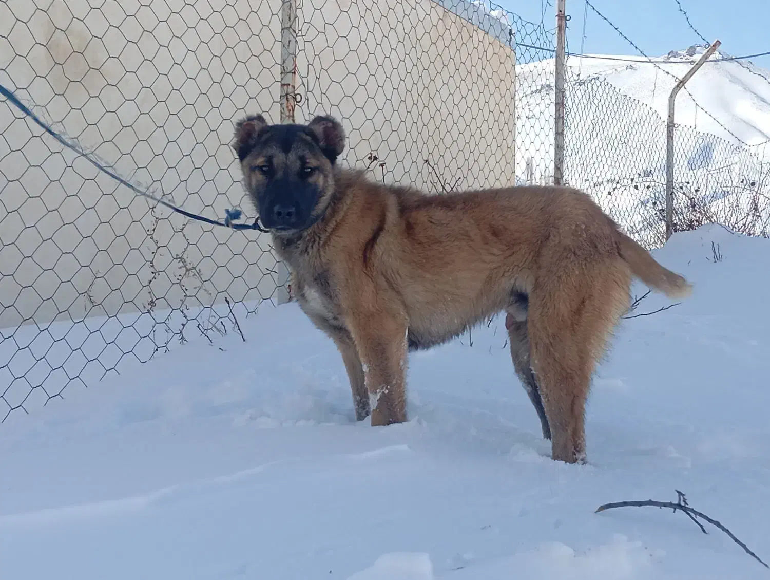 سرابی|سگ|تهران, بوستان ولایت|دیوار