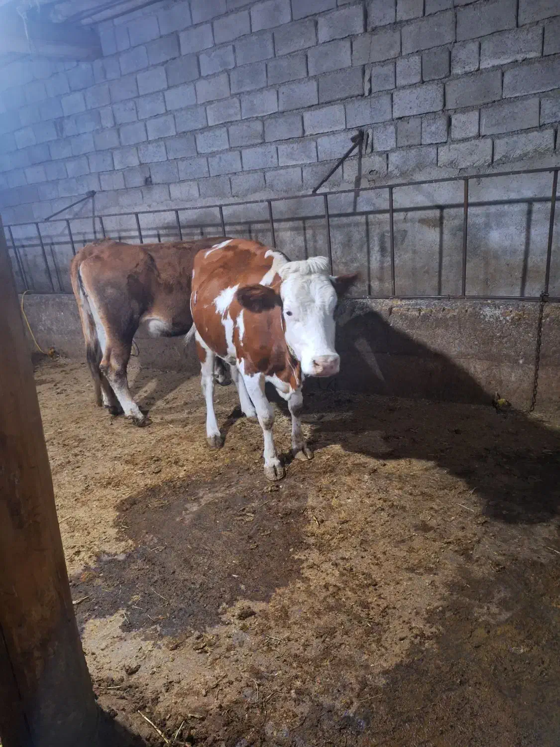 فروش سه عدد گاو شیری سیمینتال همراه گوساله شکم اول|حیوانات مزرعه|میانه, |دیوار