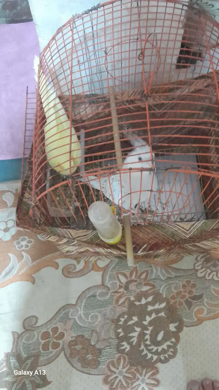 عروس هلندی کبوتر|پرنده|مسجد سلیمان, |دیوار