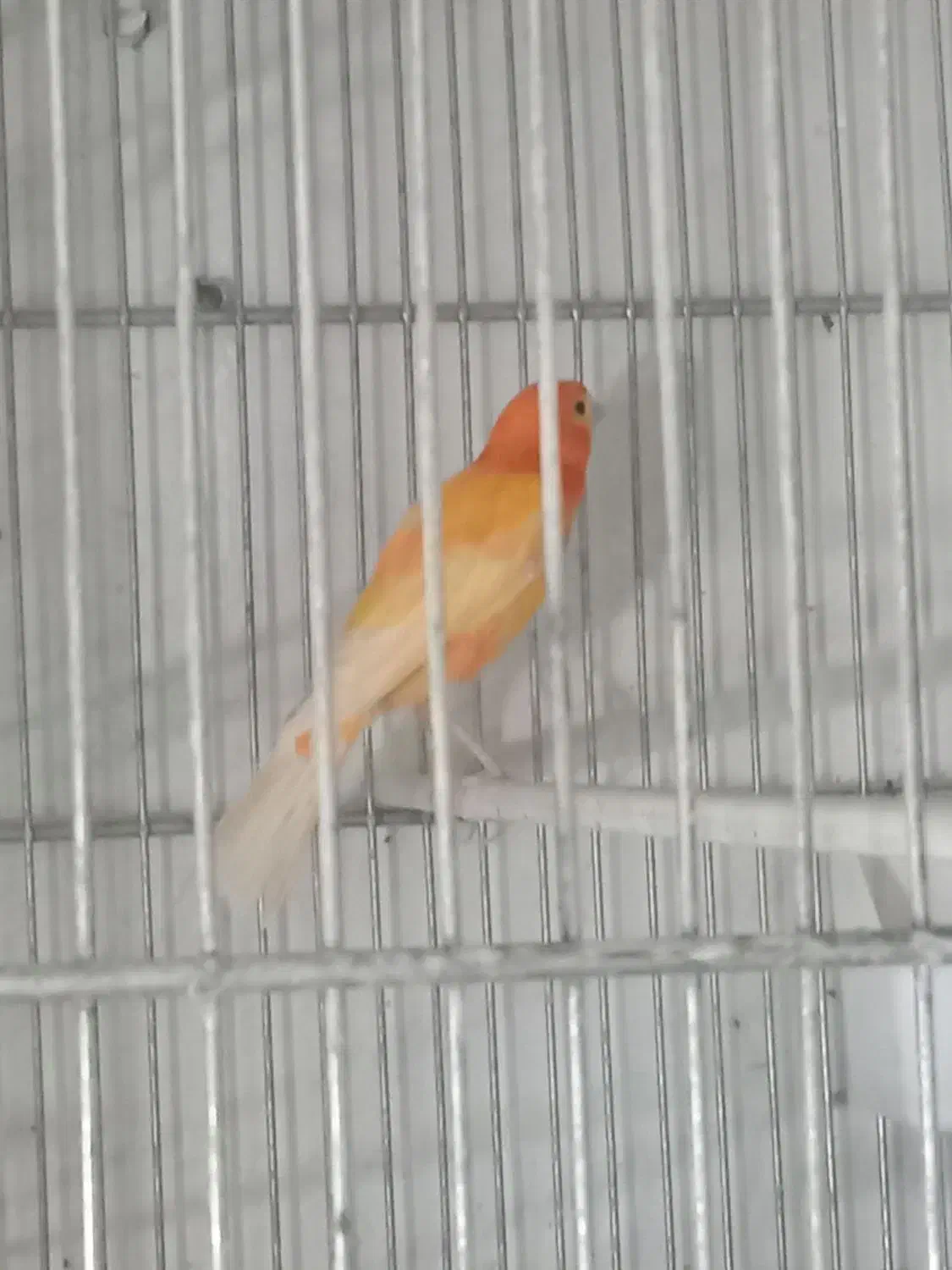 قنارینر|پرنده|سهند, |دیوار