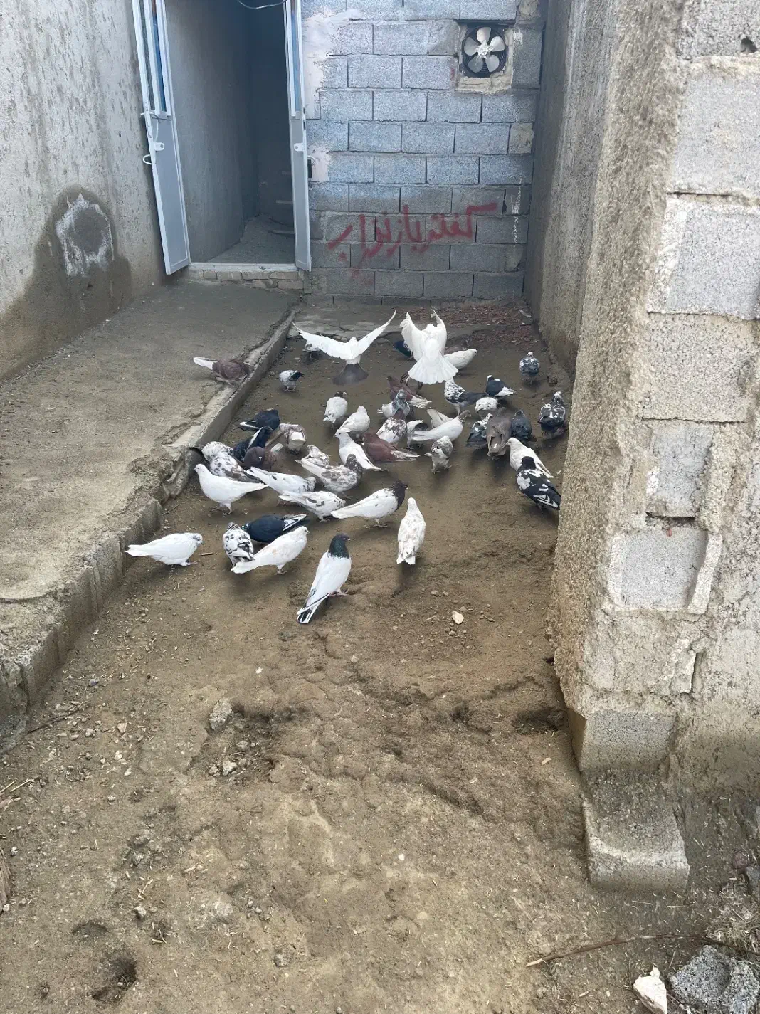 کبوتر|پرنده|نوشین شهر, |دیوار