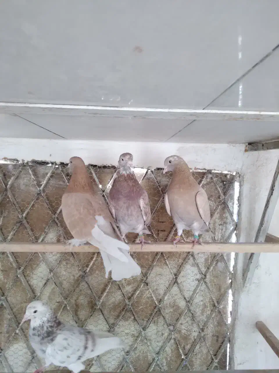 کفتر پرشی درجه یک خوش رنگ|پرنده|قم, باغ اشرافی|دیوار