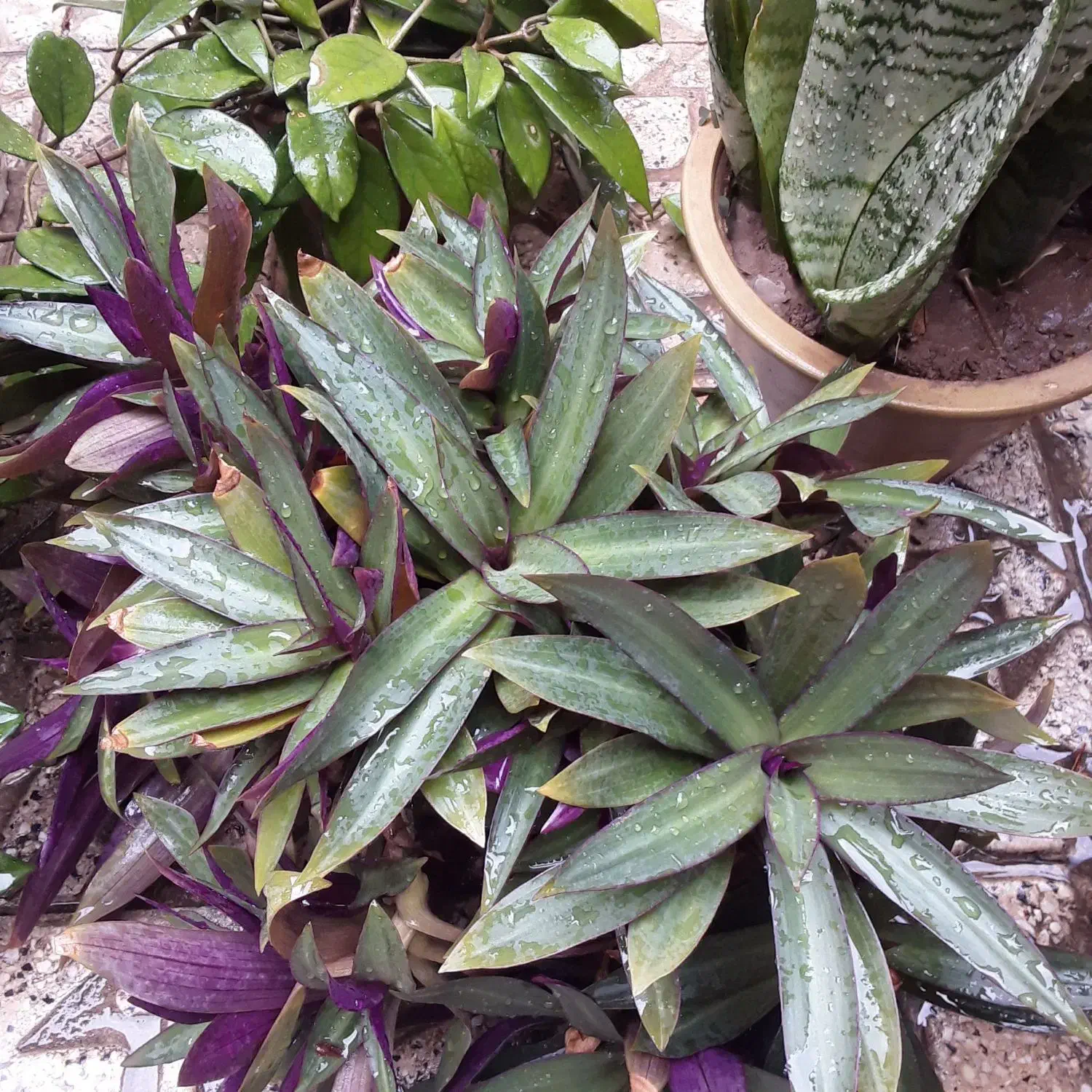 گل‌های شاداب|گل و گیاه طبیعی|خوی, |دیوار