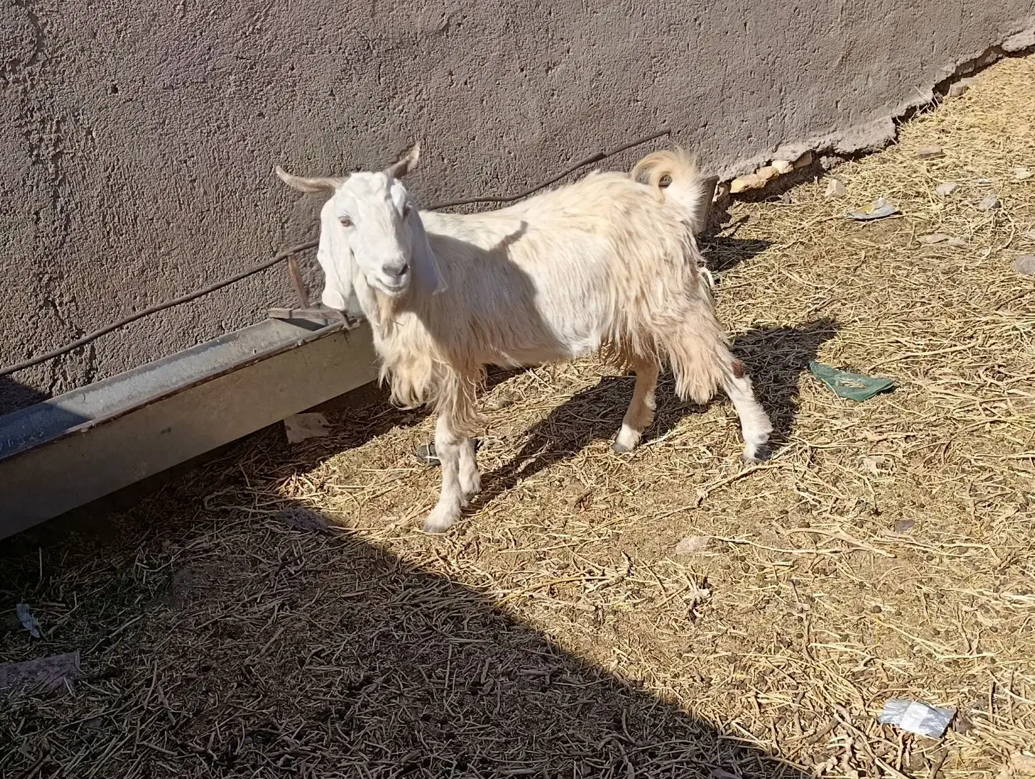 بزه دورگ|حیوانات مزرعه|سده (خراسان جنوبی), |دیوار