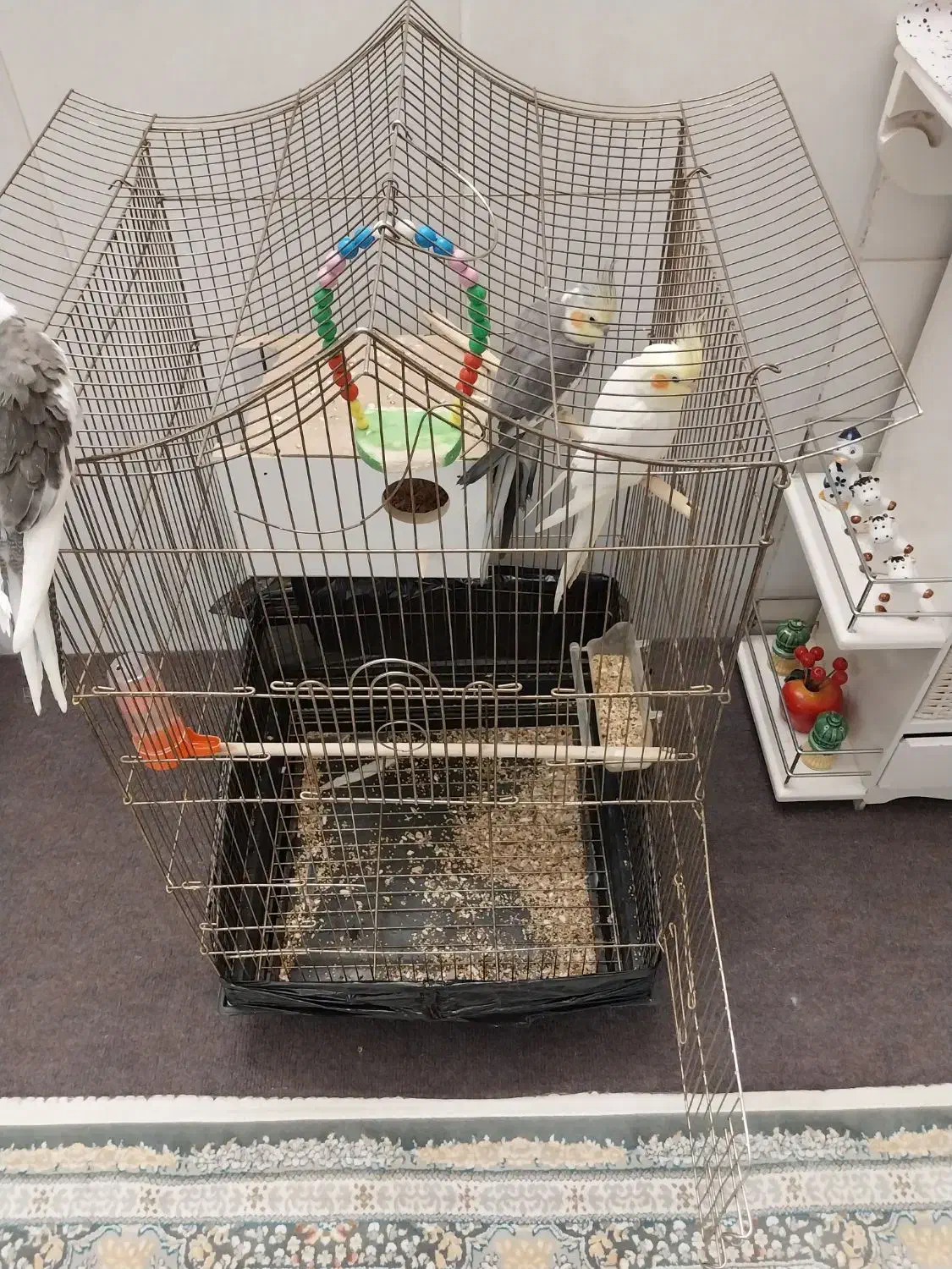 دوتا عروس هلندی بیگ سایز همراه قفس|پرنده|کهک, |دیوار