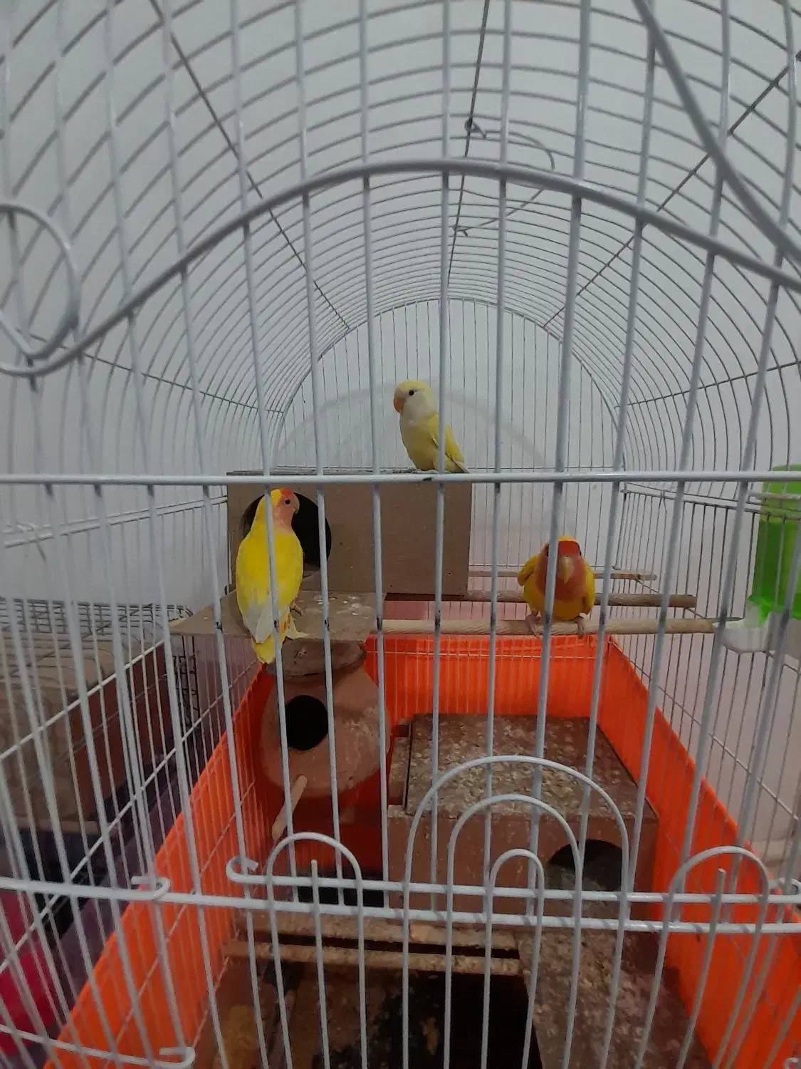 فروش طوطی برزیلی بالغ سالم|پرنده|محمدشهر, محمدشهر|دیوار