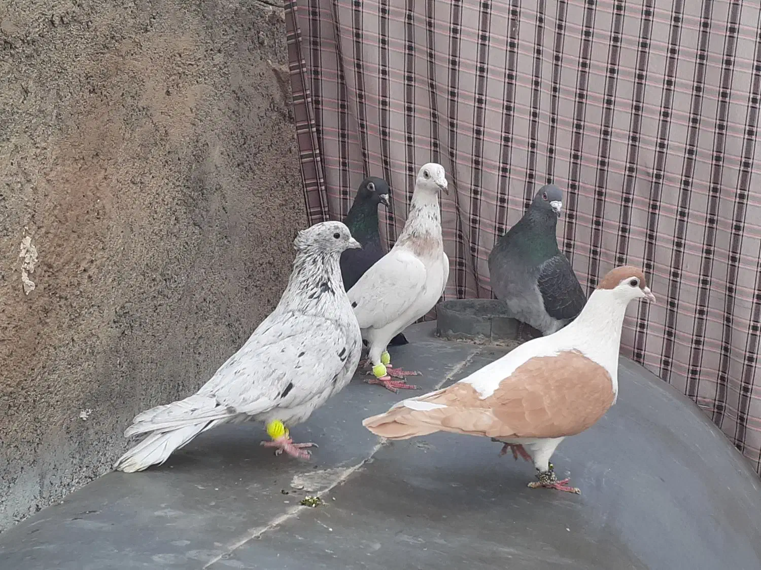 کبوتر|پرنده|مشهد, ایثار|دیوار