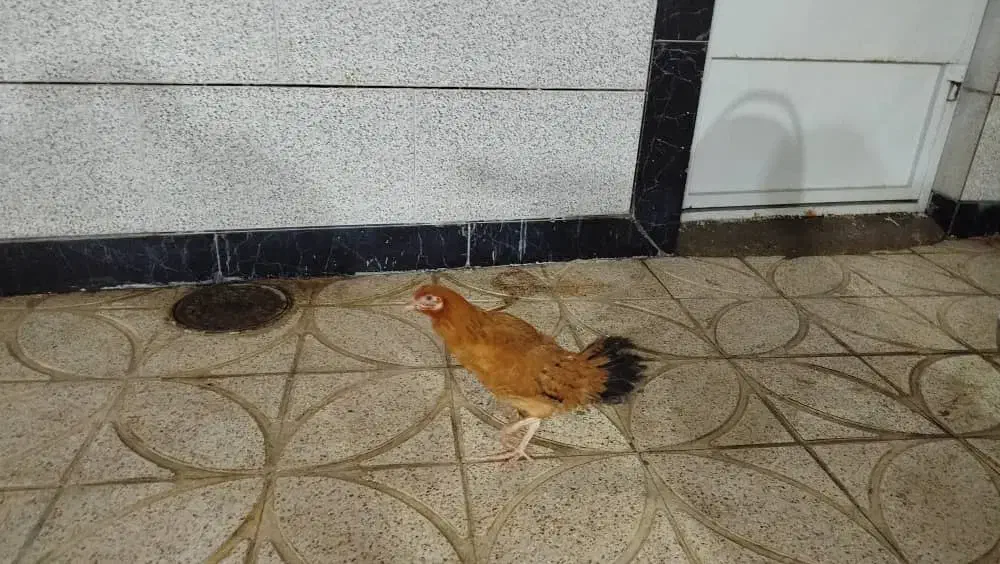 جوجه مرغ معاوضه|پرنده|خمینی‌شهر, |دیوار