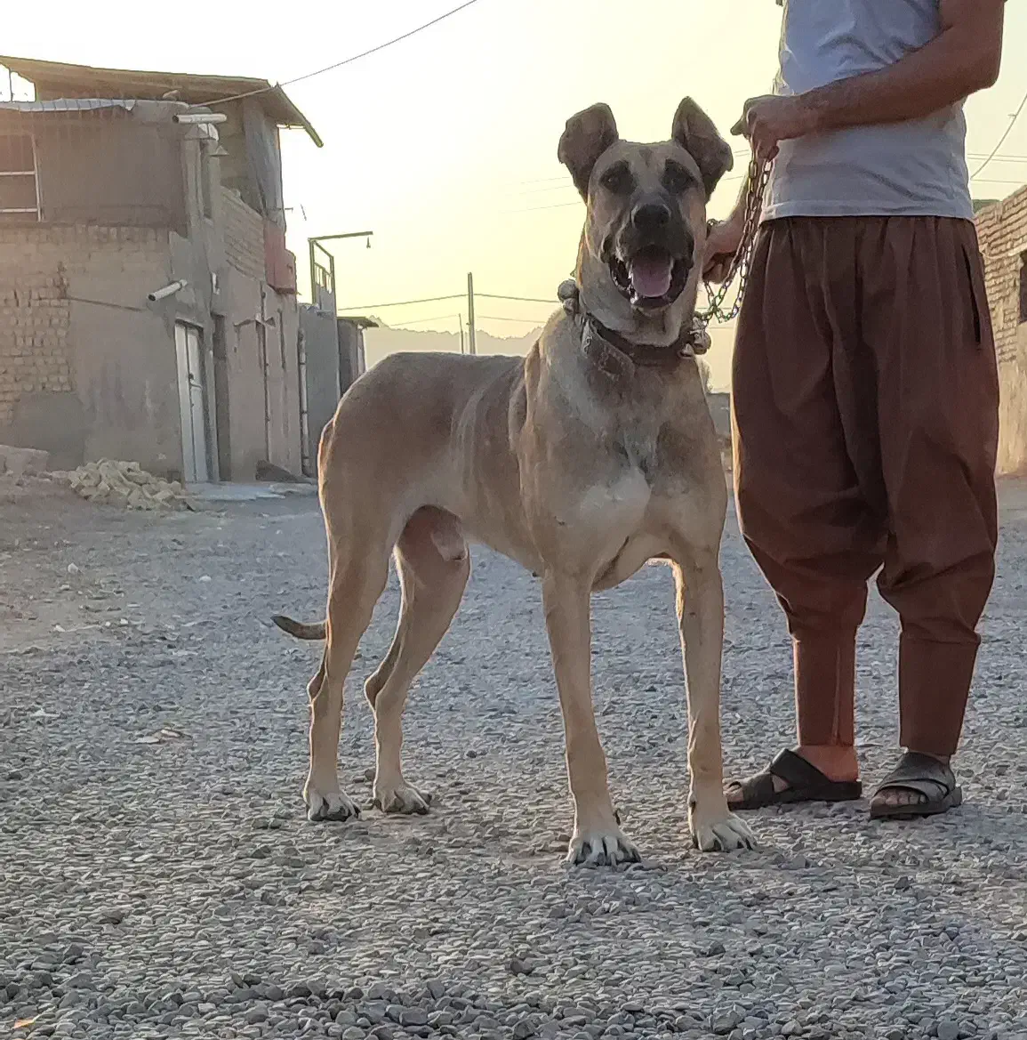 سگ سرابی اصیل|سگ|قم, قلعه صدری|دیوار