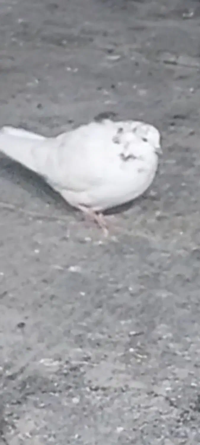 کفتر گمشده|حیوانات|ملایر, |دیوار