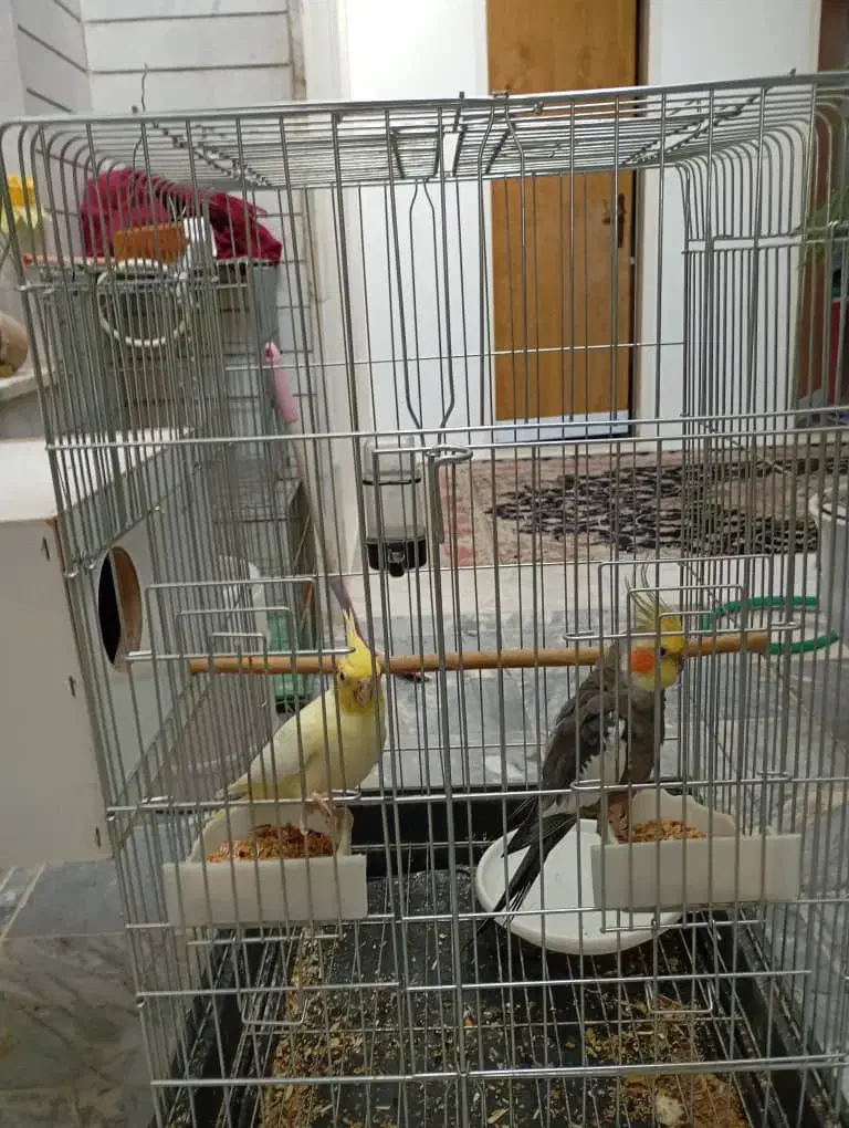 فروش ۶ عدد عروس هلندی|پرنده|تفت, |دیوار