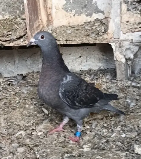 جانسن|پرنده|اردبیل, |دیوار