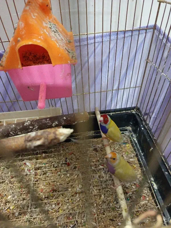 فنچ گلدین  ۲ جفت|پرنده|خوی, |دیوار