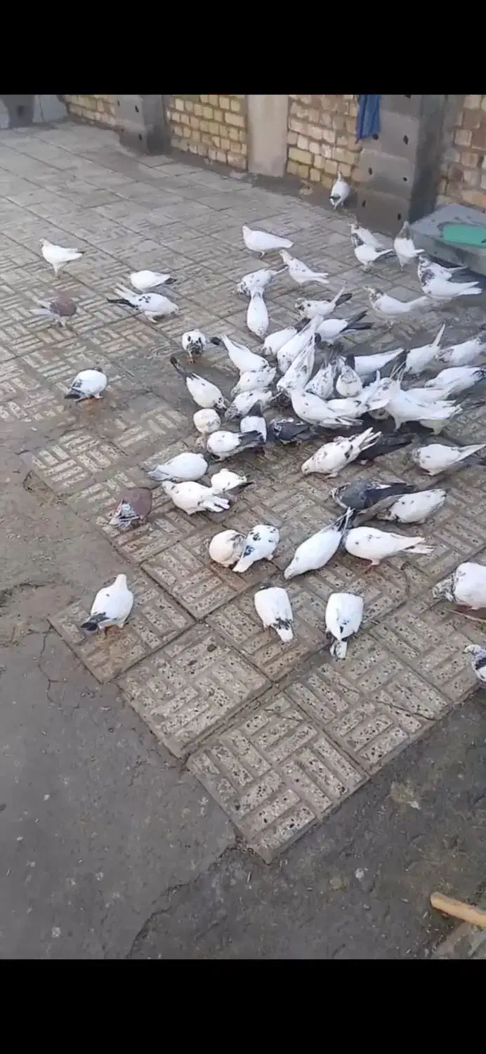 کفتر|پرنده|پیر بکران, |دیوار